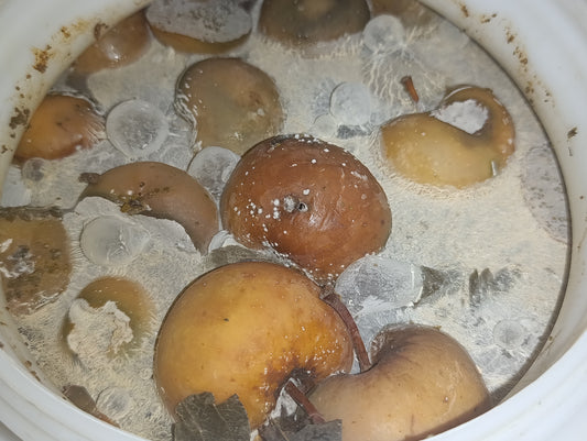 Brennnessel-Multifrucht Ferment