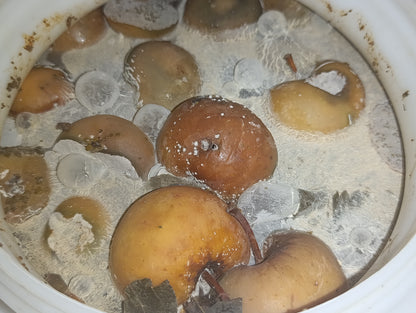 Brennnessel-Multifrucht Ferment