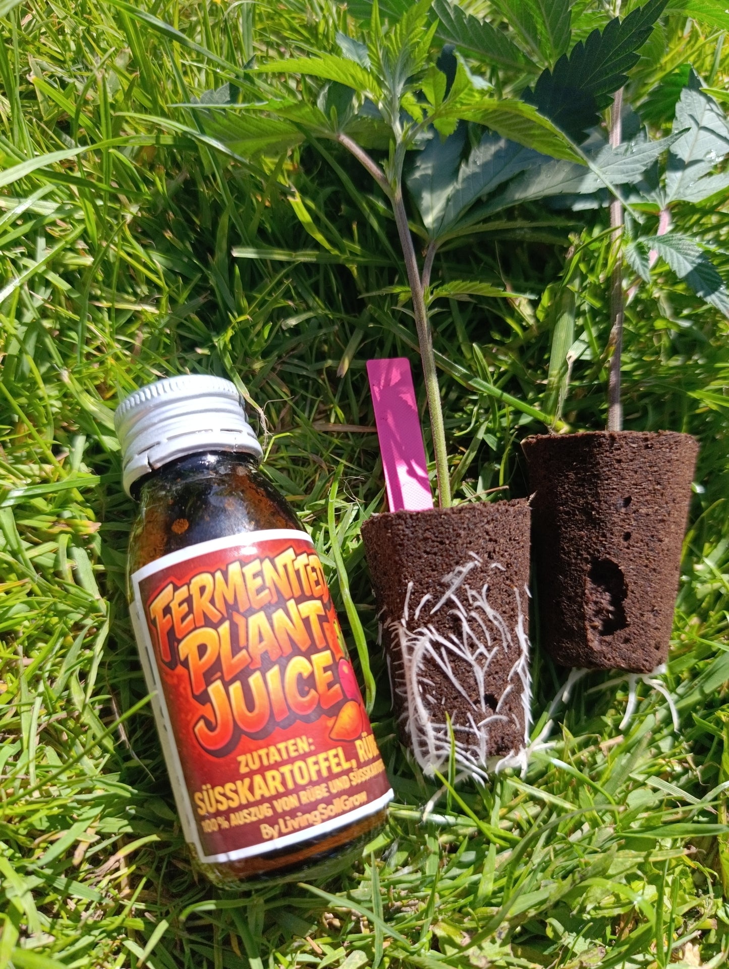 Fermentet Plant Juice Süßkartoffel Rübe