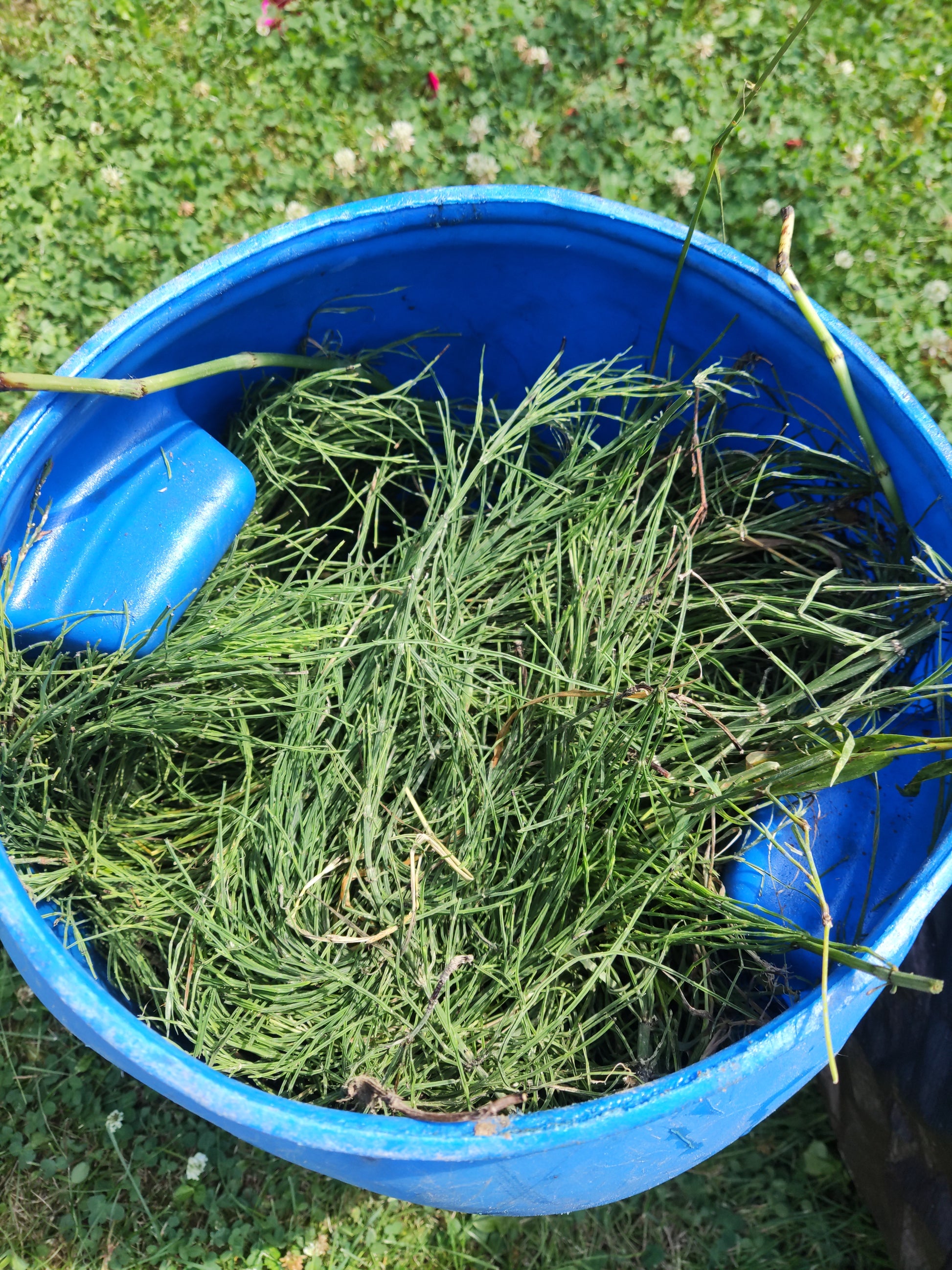 Ackerschachtelhalm klassisch verjaucht - für Living Soil